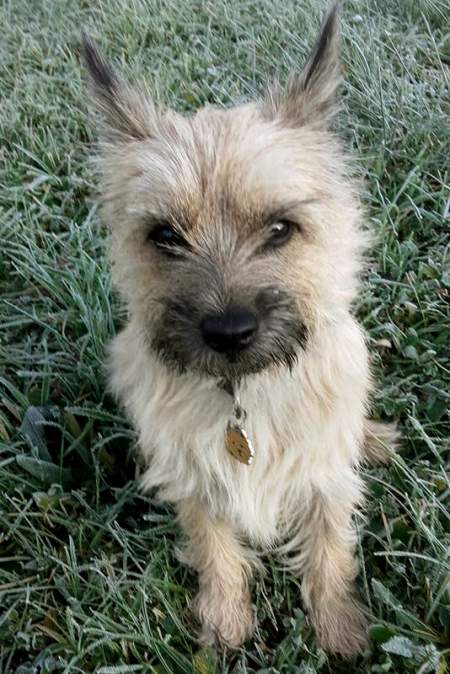 cairn terrier red fredi.jpg